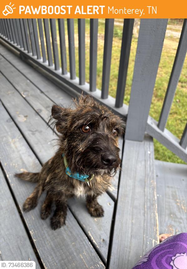 Found/Stray Male Dog last seen Cade road, Monterey, TN 38574
