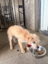Found/Stray Female Dog last seen Lakeside apmts c, Dallas, TX 75231