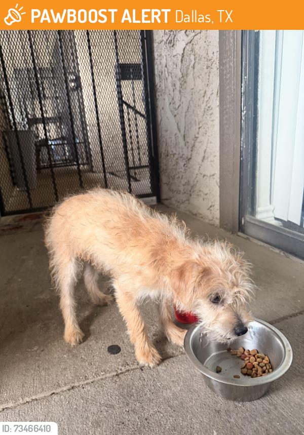 Found/Stray Female Dog last seen Lakeside apmts c, Dallas, TX 75231