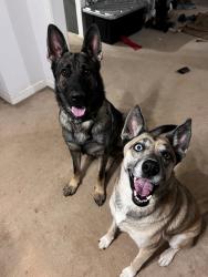 Reunited Female Dog last seen Little Ridge Rd, Acworth, GA 30102