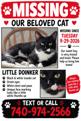 Lost Male Cat last seen Central Ave Buckeye Lake, Ohio, Buckeye Lake, OH 43008