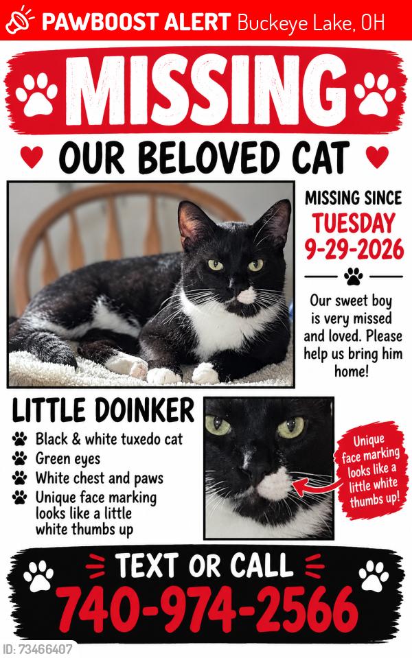 Lost Male Cat last seen Central Ave Buckeye Lake, Ohio, Buckeye Lake, OH 43008
