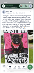 Lost Female Dog last seen 46st Avenue &Garfield, Hollywood, FL 33021