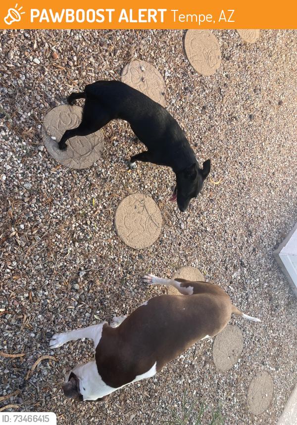 Found/Stray Unknown Dog last seen Broadway / Price, Tempe, AZ 85282