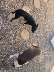 Found/Stray Unknown Dog last seen Broadway / Price, Tempe, AZ 85282
