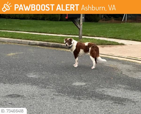 Found/Stray Female Dog last seen Crofton Court, Ashburn, VA 20147, Ashburn, VA 20147