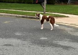Found/Stray Female Dog last seen Crofton Court, Ashburn, VA 20147, Ashburn, VA 20147