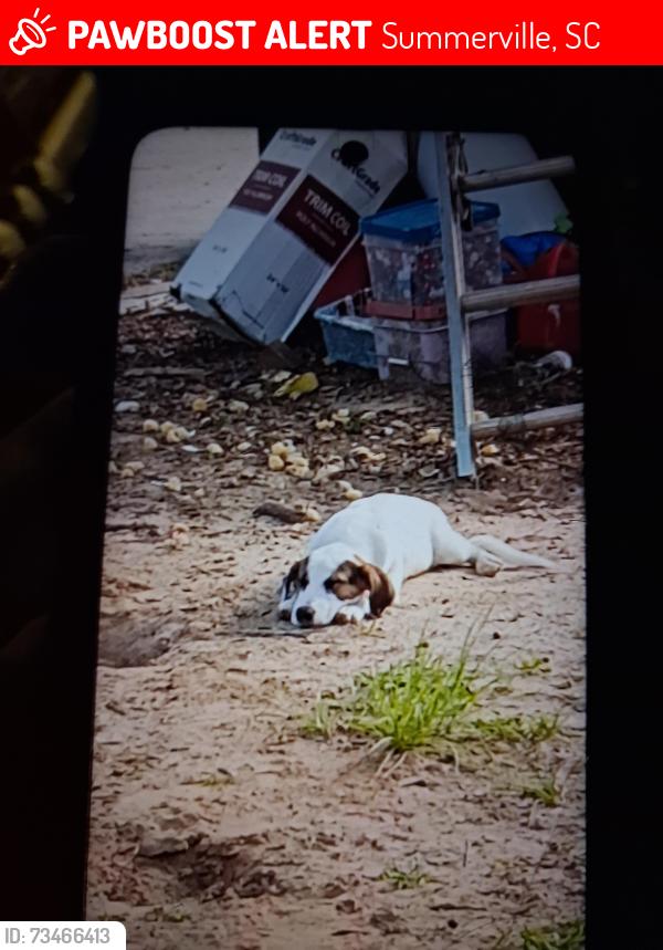 Lost Male Dog last seen Jandrell roed summervil, Summerville, SC 29485