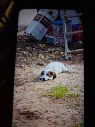 Lost Male Dog last seen Jandrell roed summervil, Summerville, SC 29485
