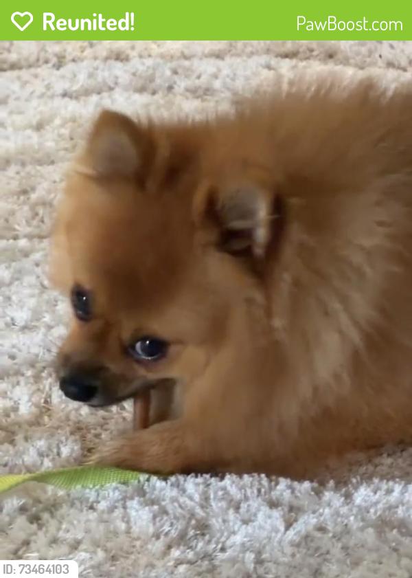 Reunited Male Dog last seen leesburg pike, Falls Church, VA 22041