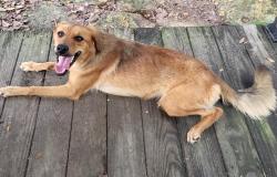Found/Stray Female Dog last seen nichols sawmill, Magnolia, TX 77353
