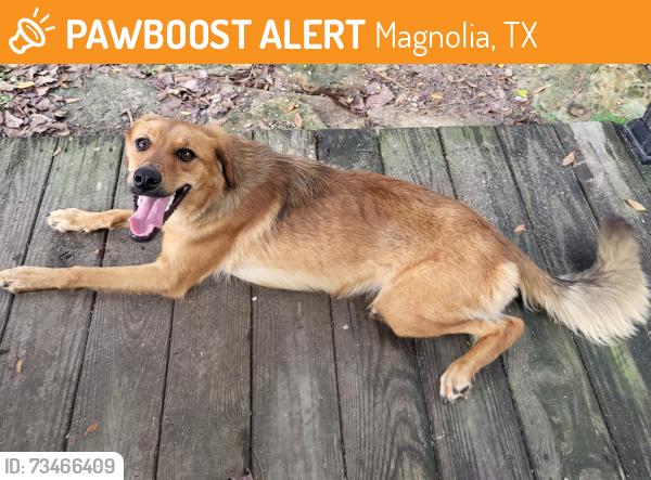 Found/Stray Female Dog last seen nichols sawmill, Magnolia, TX 77353