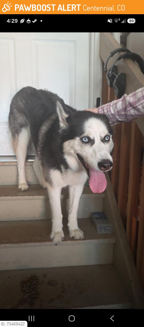 Found/Stray Female Dog last seen Tower and orchard, Centennial, CO 80015