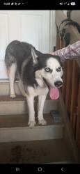 Found/Stray Female Dog last seen Tower and orchard, Centennial, CO 80015