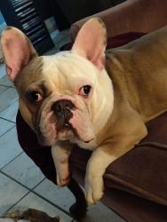 Lost Male Dog last seen Vst and w 12th street, Merced, CA 95341