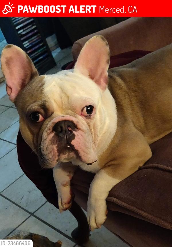 Lost Male Dog last seen Vst and w 12th street, Merced, CA 95341