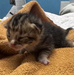 Shelter Stray Female Cat last seen Near W 13th Avenue, Escondido, CA, 92025, Escondido, CA 92027, USA