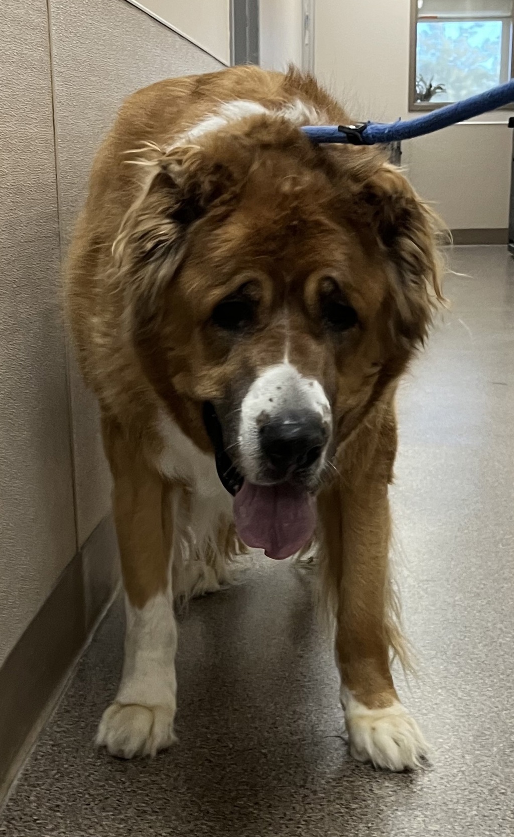 Shelter Stray Male Dog last seen Near Oakridge Dr., ST ALBERT, AB, T8N, Canada, 13620 163 St NW, Edmonton, AB T5V 0C8, Canada