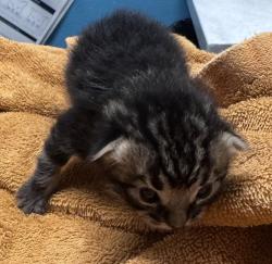 Shelter Stray Male Cat last seen Near W 13th Avenue, Escondido, CA, 92025, Escondido, CA 92027, USA