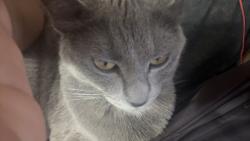 Lost Female Cat last seen Shadow Springs Community, North Las Vegas, NV 89081