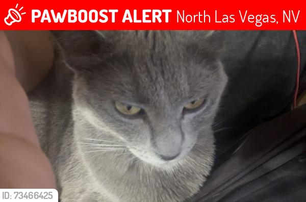 Lost Female Cat last seen Shadow Springs Community, North Las Vegas, NV 89081