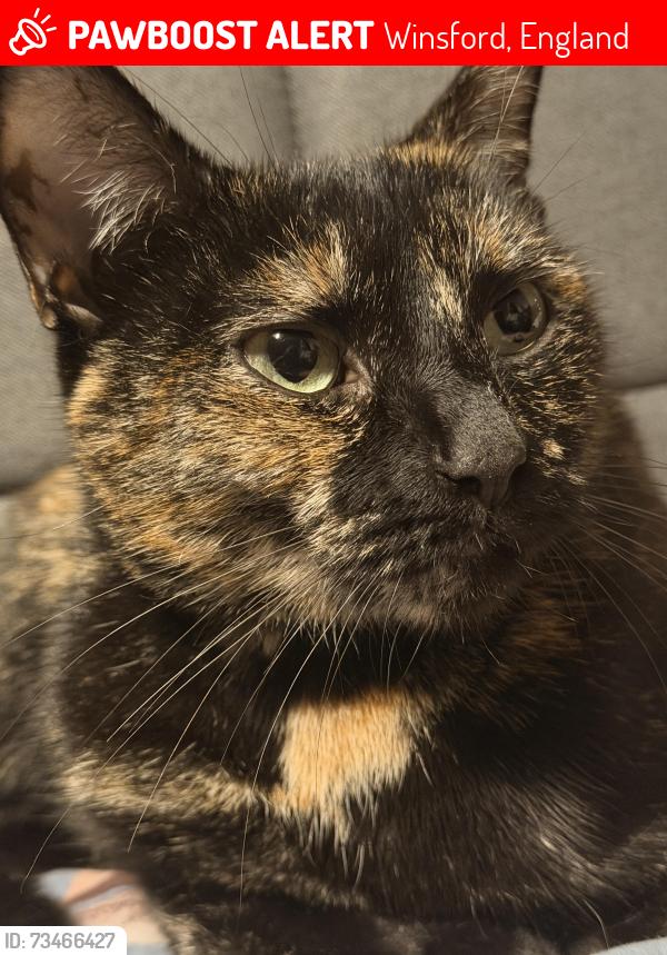 Lost Female Cat last seen Cleveland way, Winsford, England 