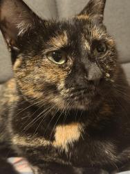 Lost Female Cat last seen Cleveland way, Winsford, England 
