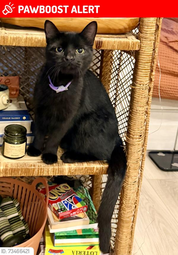 Lost Female Cat last seen Garden of the Gods RV Resort, Colorado Springs, CO 80904