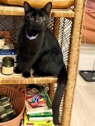 Lost Female Cat last seen Garden of the Gods RV Resort, Colorado Springs, CO 80904