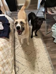 Lost Male Dog last seen 34th and eastern, Moore, OK 73160