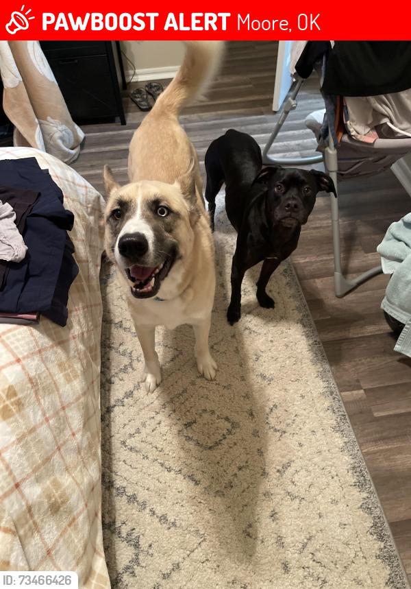 Lost Male Dog last seen 34th and eastern, Moore, OK 73160