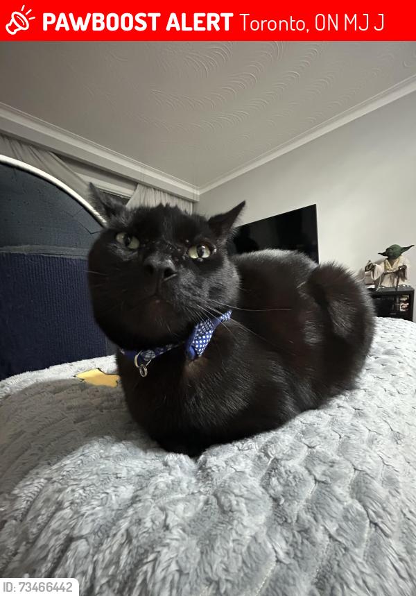 Lost Male Cat last seen Nearby a Home Depot, Toronto, ON M1J 2J5