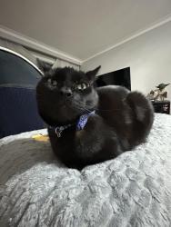Lost Male Cat last seen Nearby a Home Depot, Toronto, ON M1J 2J5