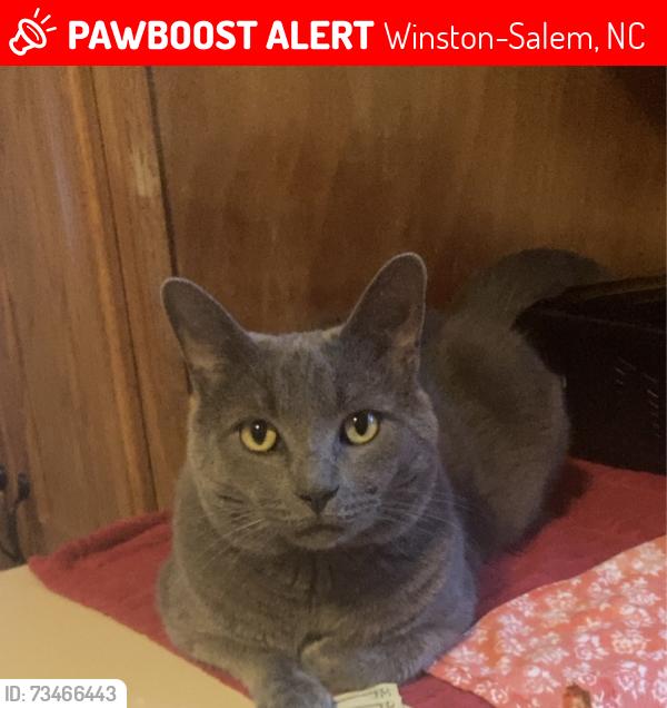 Lost Male Cat last seen Boone, irving, Winston-Salem, NC 27103