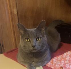 Lost Male Cat last seen Boone, irving, Winston-Salem, NC 27103