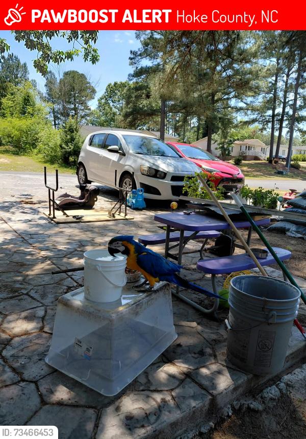 Lost Male Bird last seen Scottish court Raeford, Hoke County, NC 28376