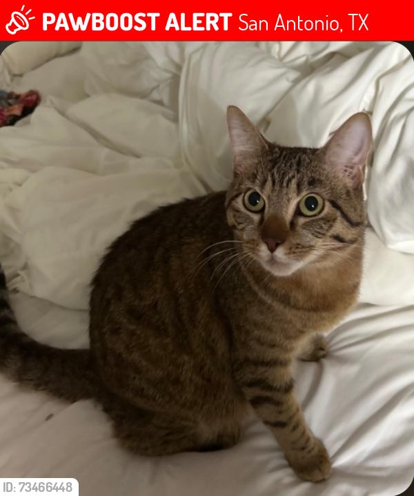 Lost Female Cat last seen Double Fork Rd, Rogers Pass, San Antonio, TX 78258