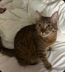 Lost Female Cat last seen Double Fork Rd, Rogers Pass, San Antonio, TX 78258