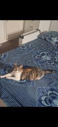 Lost Female Cat last seen Earl howe street, Highfields, England LE2 0DR