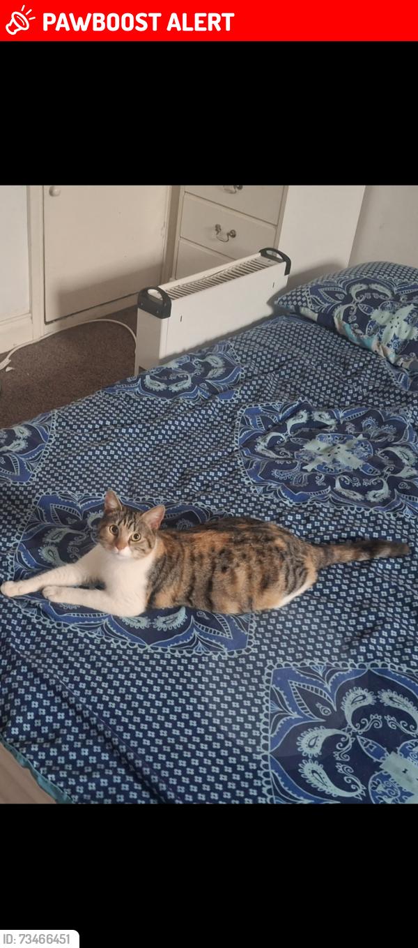 Lost Female Cat last seen Earl howe street, Highfields, England LE2 0DR