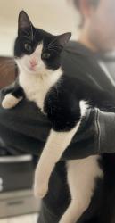 Lost Male Cat last seen Church Lane off Jones Road, Fort Lee, NJ 07024