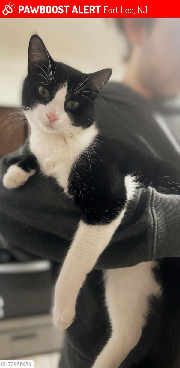 Lost Male Cat last seen Church Lane off Jones Road, Fort Lee, NJ 07024
