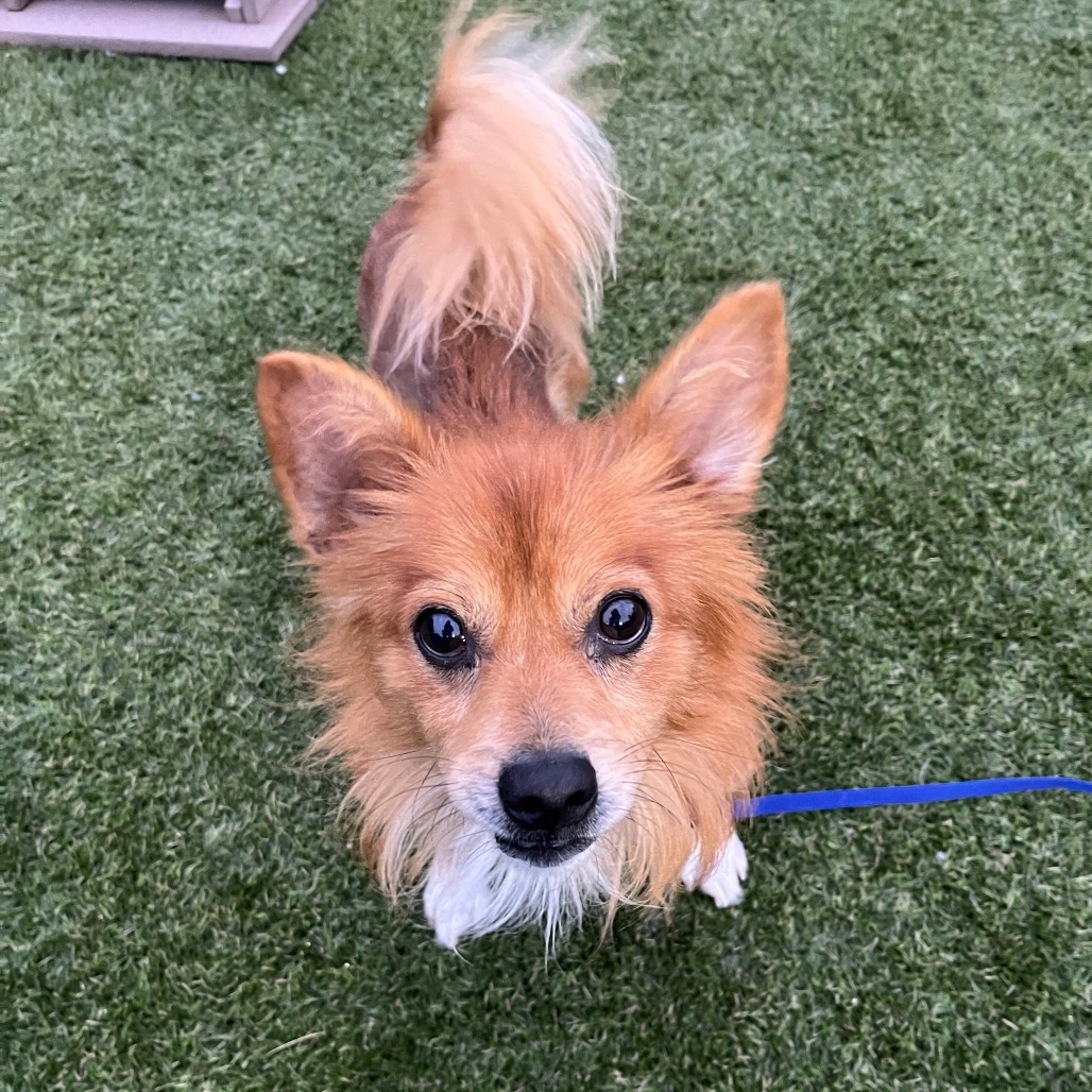 Shelter Stray Male Dog last seen , Animal Care & Control Team of Philly, 111 W Hunting Park Ave, Philadelphia, PA 19140, USA