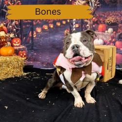 Shelter Stray Male Dog last seen , Animal Care & Control Team of Philly, 111 W Hunting Park Ave, Philadelphia, PA 19140, USA