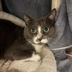 Shelter Stray Male Cat last seen , 361 S Raymond Ave, Pasadena, CA 91105, USA