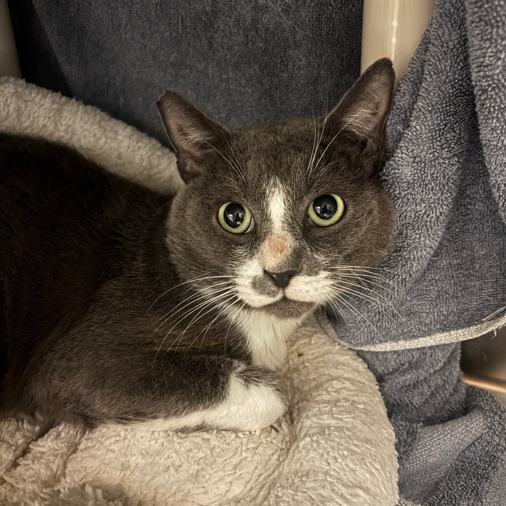 Shelter Stray Male Cat last seen , 361 S Raymond Ave, Pasadena, CA 91105, USA
