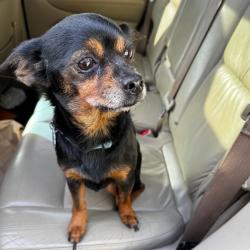 Shelter Stray Male Dog last seen , 2608 Center St, Tacoma, WA 98409, USA