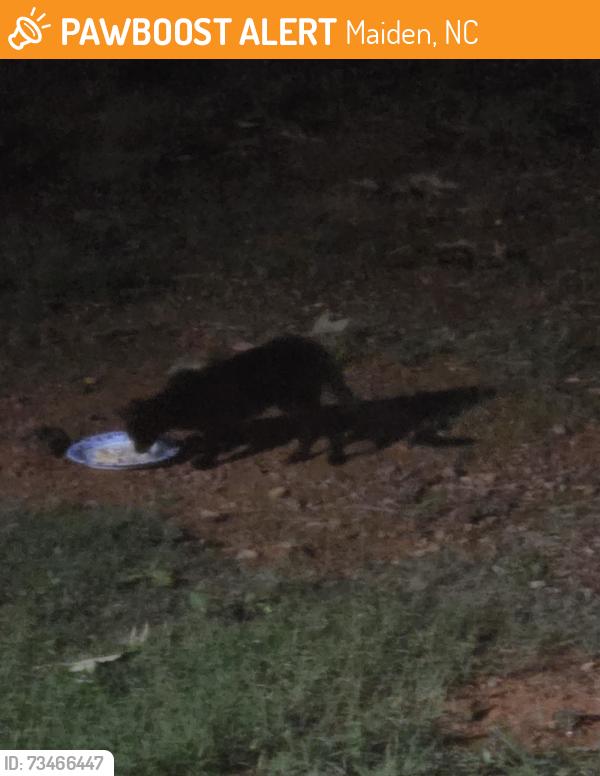 Found/Stray Unknown Cat last seen Ivey Church Rd & Old Village Ln, Maiden, NC 28650