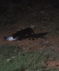 Found/Stray Unknown Cat last seen Ivey Church Rd & Old Village Ln, Maiden, NC 28650