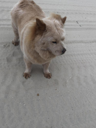 Found/Stray Unknown Dog last seen Anemone and Sand Fiddler, Corolla, NC 27927
